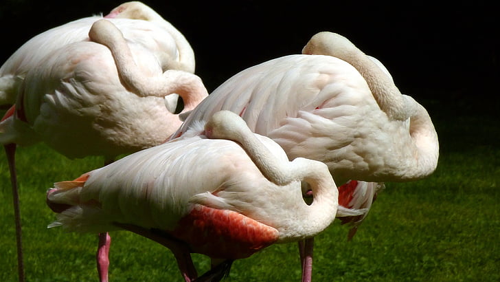 Flamingos, vaaleanpunainen flamingo, vesilintu, lintu, Tässä, Zoo