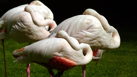 Flamingi, rozā flamingo, ūdens putnu, putns, programmā, zooloģiskais dārzs