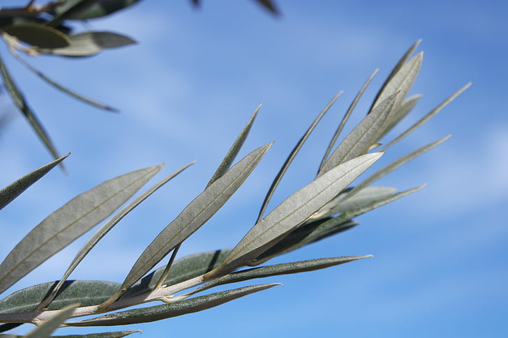 olive, Direction générale de la, feuilles, Sky, nature, bleu, plante