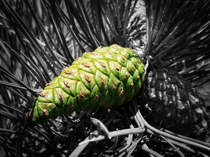 cone, forest, pine, summer, evergreen tree, green, detail