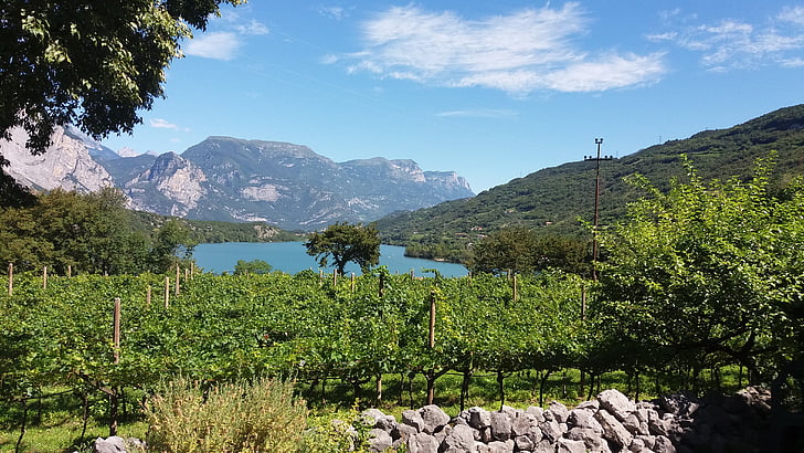 ezers, Itālija, vīnogulāji, ainava, vasaras