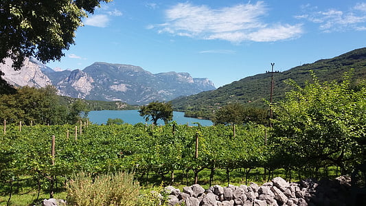 Lake, Itaalia, viinapuude, maastik, suvel