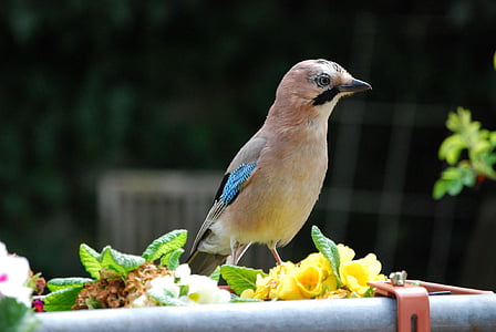 Jay, pájaro, jardín, Garrulus glandarius, primavera, naturaleza, animal
