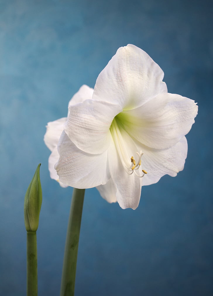 Amaryllis, biela, kvet, záhradníctvo, rastlín, kvetu, Petal