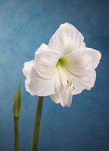 Amaryllis, bianco, fiore, giardinaggio, pianta, testa di fiore, petalo
