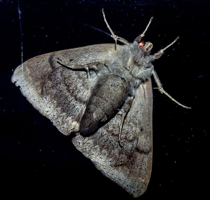 papillon de nuit, grande, insecte, gris, face inférieure, modèle, sauvage