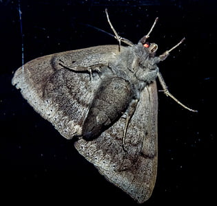 Mariposa, grande, inseto, cinza, parte inferior, padrão, selvagem