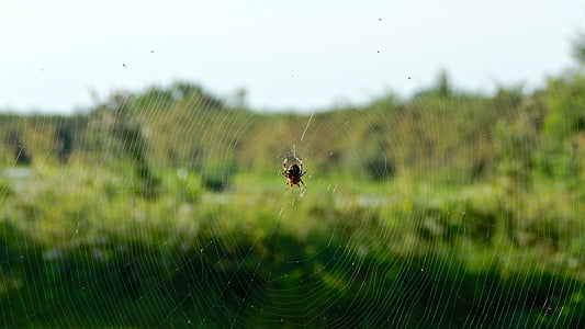 Web, pók, hálózati, rovarok, ragadozó, makró, rovar