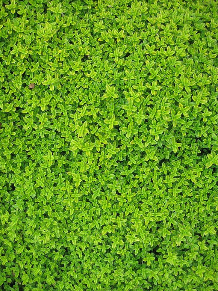Foto, zelena, bršljan, biljke, lišće, zid, lišće