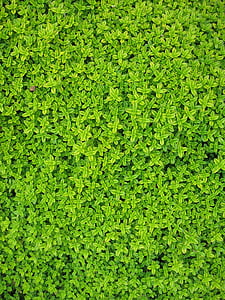 Foto, Grün, Efeu, Pflanzen, Blätter, Wand, Laub