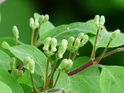 スイカズラ xylosteum, スイカズラ, ブッシュ, 葉, 花, グリーン, 一般的なスイカズラ