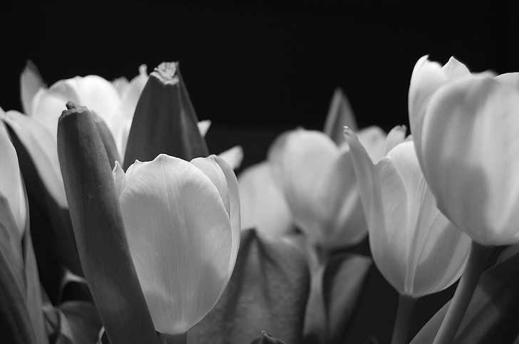 Tulip, kvet, noc, rastlín, kvet, jar