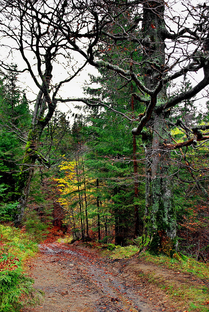 gozd, jeseni, drevo, regiji Beskids, način, listi na, krajine