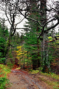 лес, Осень, дерево, Бескиды, путь, листья, пейзаж