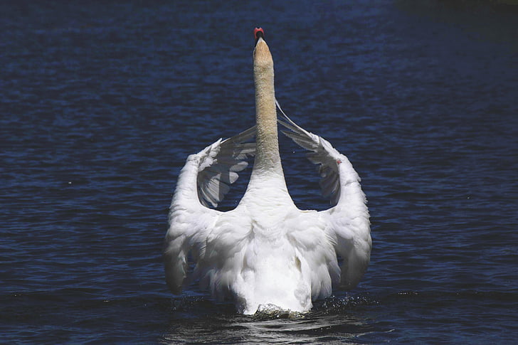 zviera, zvieracie fotografiu, vták, jazero, Príroda, Swan, vody