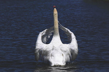 swan, beak, white, eyes, bird, water, river