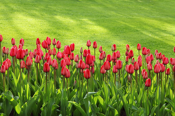 rdeča, Tulipan, cvet, polje, ozadje, trava, zelena