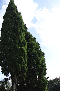 Baum, Toskana, Italien, Europa, Landschaft, Italienisch, Natur