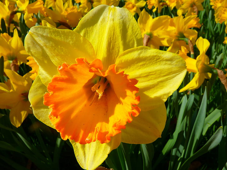 Narcizas, Narcizas, gėlė, žiedų, žydėti, geltona, pavasarį