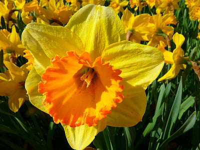 narcissus, daffodil, flower, blossom, bloom, yellow, spring