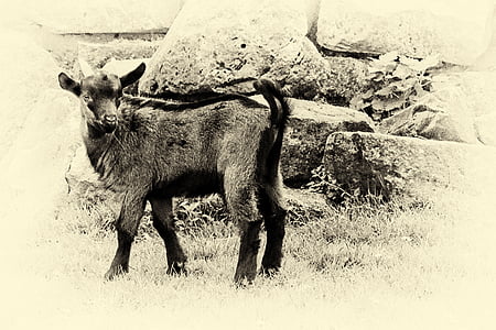 mountain goat, black and white, retro look, wet plate