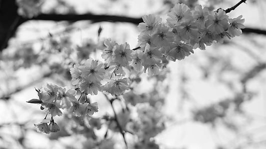 Blossom, mekar, Bud, merah muda, Sakura, alam, musim semi
