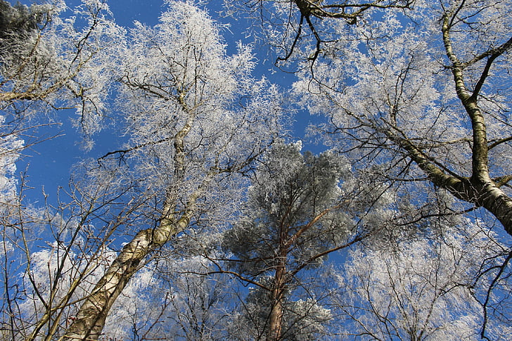 winter, winter forest, forest, winter magic, treetop, canopy, trees