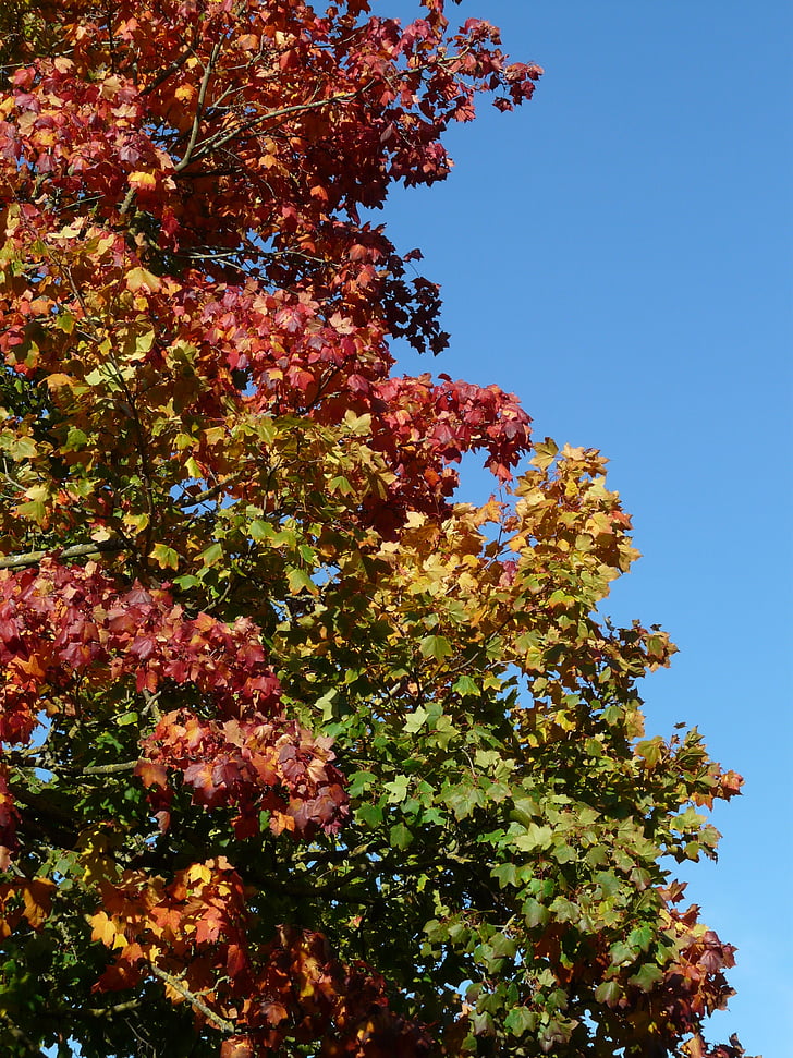 podzimní strom, listy, Omalovánky, barevné, červená, zelená, žlutá