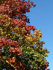 rudens medis, lapai, dažymas, spalvinga, raudona, žalia, geltona