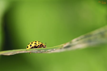 macro, ladybug, bug, yellow, nature, close up, insect