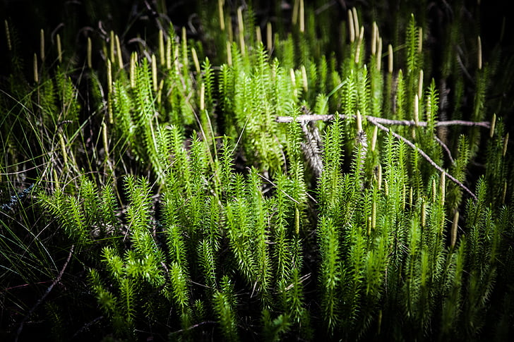 Moss, bosque, naturaleza, verde