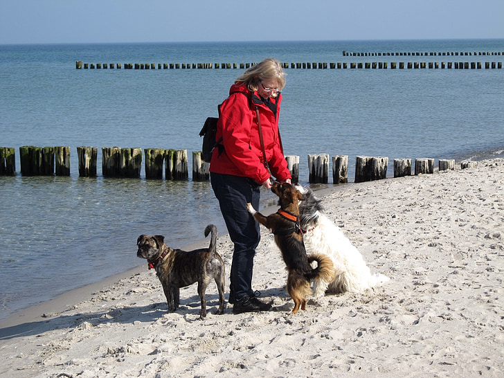 psi, hranjenje, plaža, pijesak, povjerenje, lojalnost, žena