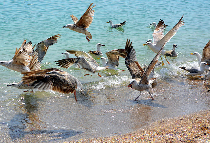 seagull, stol, birds, flight, water, great