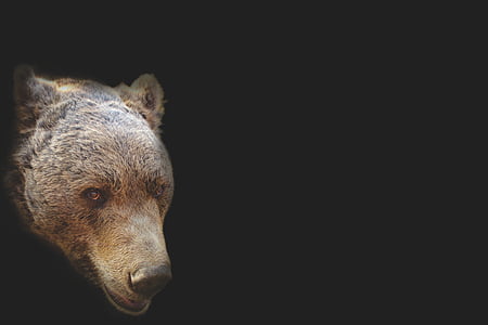 medved, nosi glavo, umetniški, portret, vodja, živali, narave