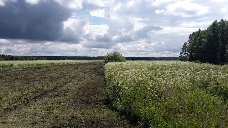 campo, Lituânia, Palanga, flores do Prado, Horizon