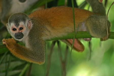 monkey, squirrel, primate, wildlife, nature, wild, rainforest