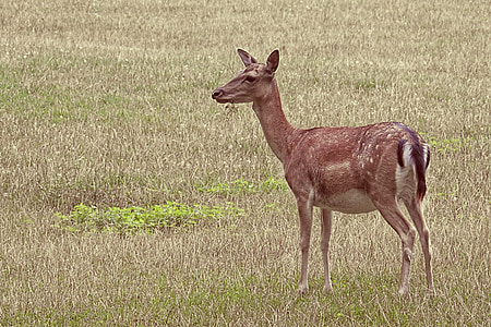 Roe deer, rusa Bera, padang rumput, Glade, liar, hewan, scheu