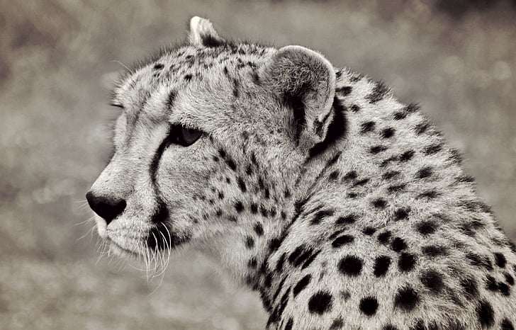 guepardo, gato, depredador, animal, Retrato de los animales, África, Sudáfrica