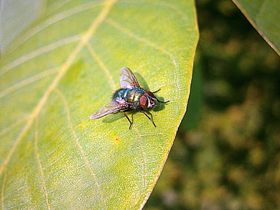 BlueBottle, flyve, insekt, calliphoridae, dyr, Diptera, Wing