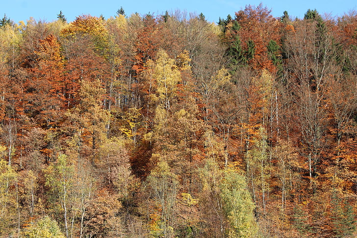 jesenného lesa, Forest, jeseň, farebné
