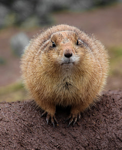 Gopher, animale, chiudere