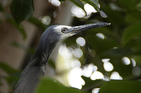 heron, grey, plumage, bird, eastern, animal world, wildlife photography
