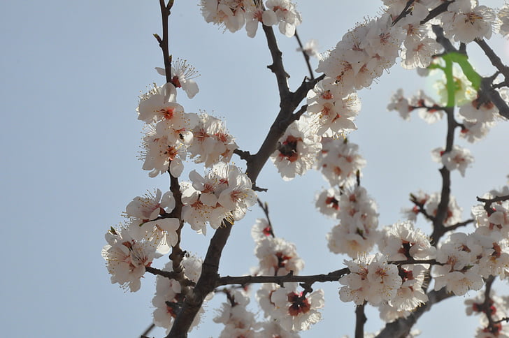 Shanxi, aprikos, Åpne, blomstrende, himmelen, treet, våren