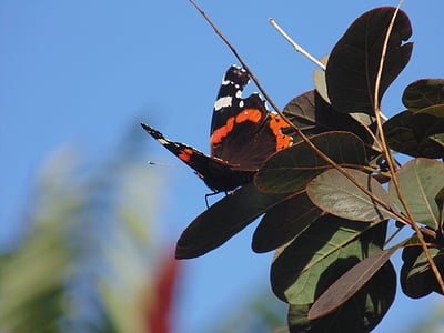 vlinder, natuur, Peacock, Tuin