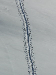 track, trace, winter, snow, deep snow, powder snow, animal track