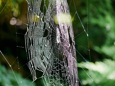 indian summer, cobweb, autumn, cobwebs, spider, back light, network