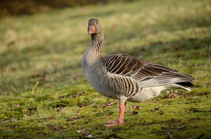 greylag goose, goose, water bird, wild goose, bird, animals in the wild, animal wildlife