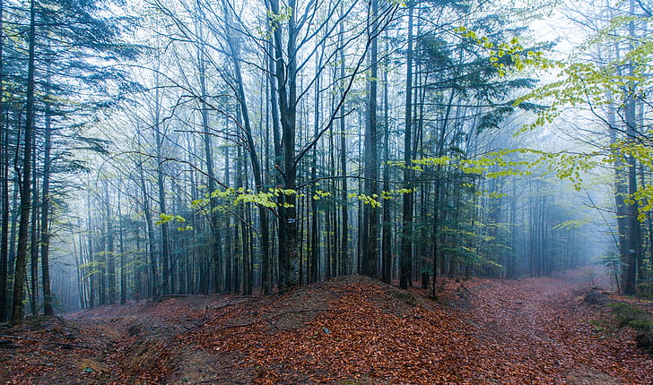 mountains, forest, trees, fog, path, spring, leaves