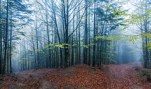 Munţii, pădure, copaci, ceaţă, calea, primavara, frunze