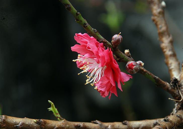 broskvový květ, Baiyun mountain, cestovní ruch, růžový květ, strom, sekce, Příroda